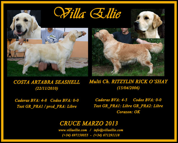 comprar cachorros golden retriever